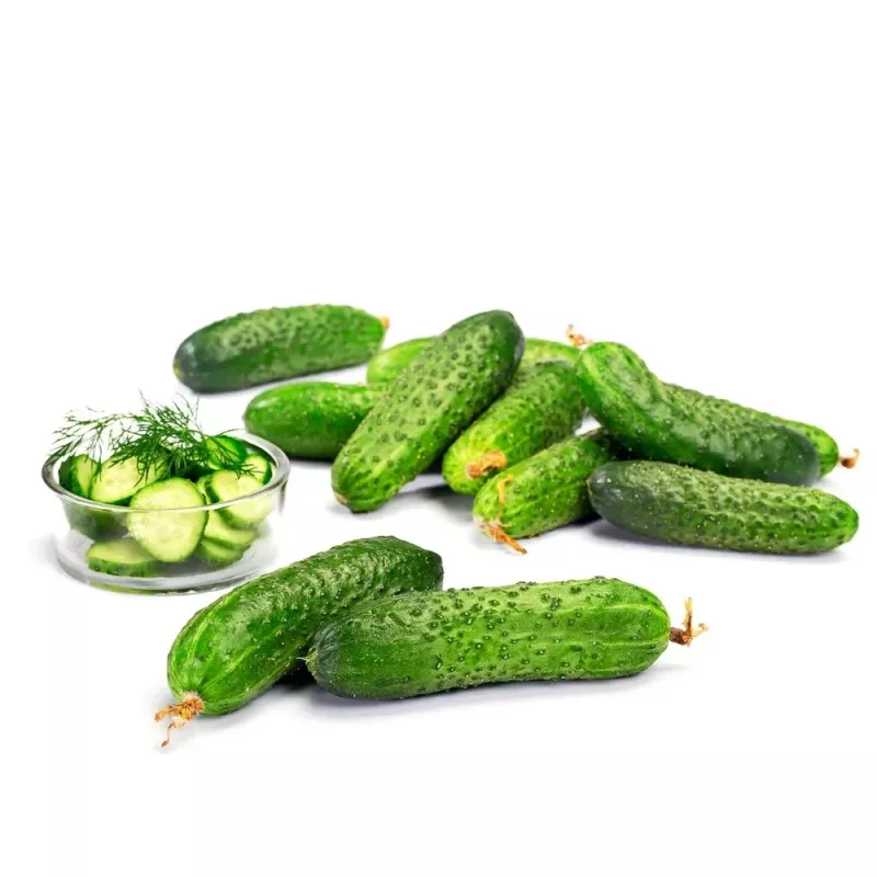 Agurkų sėklos Apte Cucumber Portal F1 — juosta 6 m, vidutinio ankstyvumo hibridas rauginimui