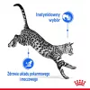 Šlapias kačių ėdalas Royal Canin Indoor Sterilized 85 g pakuotė – suaugusioms sterilizuotoms katėms, paukštienos skonis, dėžutė 12 x 85 g
