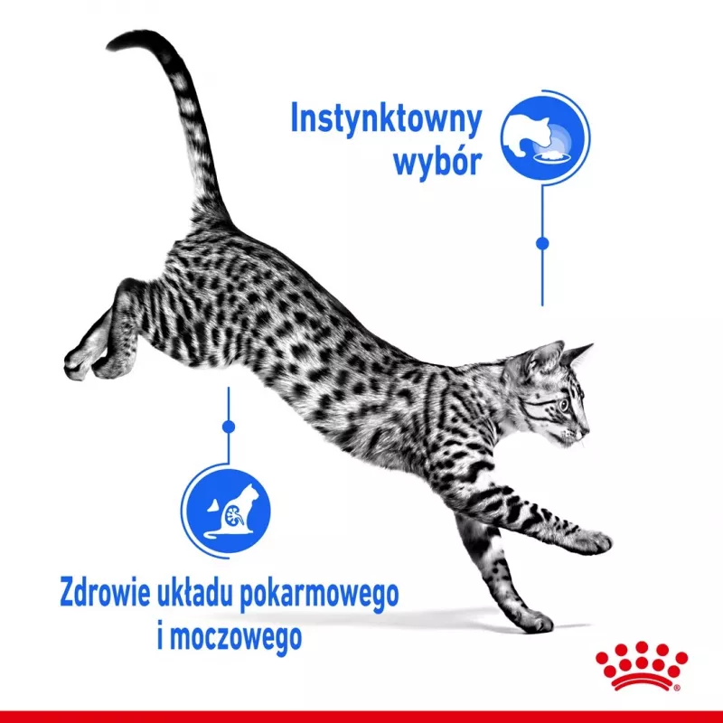 Šlapias kačių ėdalas Royal Canin Indoor Sterilized 85 g pakuotė – suaugusioms sterilizuotoms katėms, paukštienos skonis, dėžutė 12 x 85 g