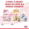 Royal Canin Kitten Jelly 85 g šlapias ėdalas kačiukams su vištiena, 12 vnt.