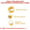 Sausas ėdalas katėms Royal Canin Maine Coon Adult 10 kg – paukštiena (vištiena), 31% baltymų, 20% riebalų