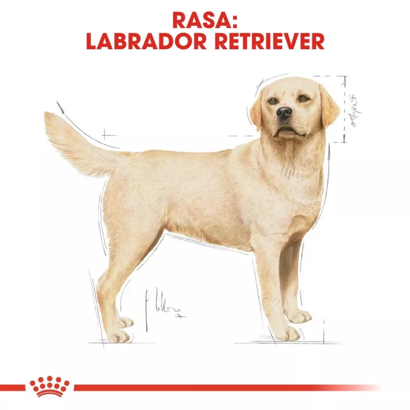 Sausas šunų ėdalas Royal Canin Labrador Retriever Adult 12 kg – paukštiena, 30% baltymų, 13% riebalų