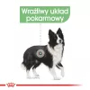 ROYAL CANIN CCN Medium Digestive Care - sausas šunų ėdalas - 3 kg