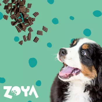 ZOYA ColdPRO Deer sausas šunų ėdalas su elniena - 1kg