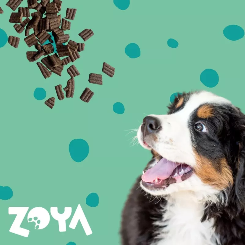 ZOYA ColdPRO Deer sausas šunų ėdalas su elniena - 1kg