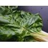Lucullus Leaf Beet Toraf daržovių sėklos, 5g pakuotė