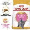 Sausas kačių ėdalas Royal Canin British Shorthair Kitten 2 kg – vištiena, 38% baltymų, 20% riebalų, augimo formulė