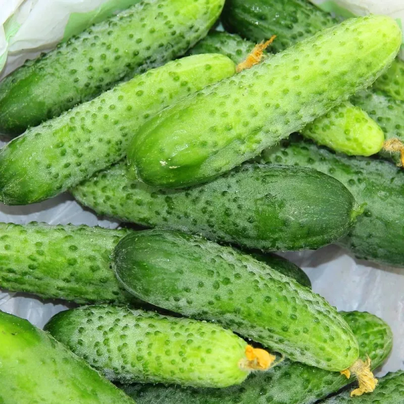 Agurkų sėklos Apte Cucumber Portal F1 — juosta 6 m, vidutinio ankstyvumo hibridas rauginimui