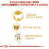 Royal Canin FBN Ragdoll Adult sausas kačių pašaras, 2 kg