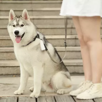 PETKIT Poop Bags – biologiškai skaidomi šunų išmatų maišeliai, 15 vnt.