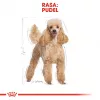 Royal Canin Poodle Adult šunų maistas, 1,5 kg