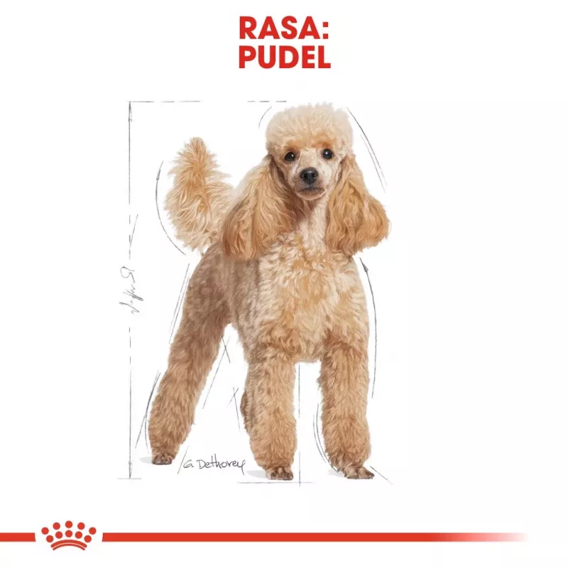 Royal Canin Poodle Adult šunų maistas, 1,5 kg