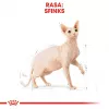 Royal Canin Sphynx Adult sausas maistas katėms, 2 kg
