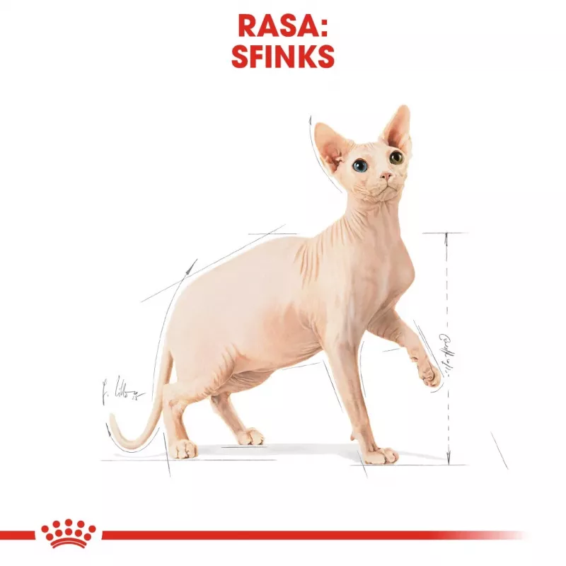 Royal Canin Sphynx Adult sausas maistas katėms, 2 kg