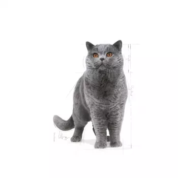 Sausas kačių ėdalas Royal Canin British Shorthair Adult 10 kg – paukštiena, baltymai 34%, riebalai 19%