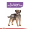 Sausas šunų ėdalas Royal Canin MINI Sterilised – suaugusiems mažų veislių šunims 8 kg, vištiena, dantų priežiūra, svorio kontrolė