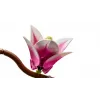 LEGO BOTANICALS 11510 Magnolijos šakos