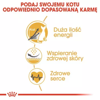 Sausas ėdalas katėms Royal Canin Sphynx Adult 2 kg – kiaulienos skonis