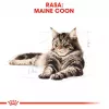 Sausas ėdalas katėms Royal Canin Maine Coon Adult 10 kg – paukštiena (vištiena), 31% baltymų, 20% riebalų