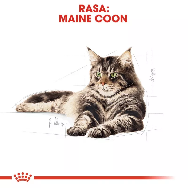 Sausas ėdalas katėms Royal Canin Maine Coon Adult 10 kg – paukštiena (vištiena), 31% baltymų, 20% riebalų