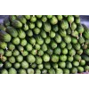 Agurkų Sėklos Srem Cucumber F1 Toraf, 5g Pakuotė
