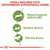 Sausas kačių ėdalas Royal Canin Active Life Outdoor 4 kg – suaugusioms, paukštiena, 30% baltymų, 20% riebalų