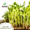 TORAF Spring Flavors sėklų rinkinys – 12 pakelių
