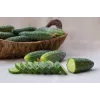 Agurkų Sėklos Srem Cucumber F1 Toraf, 5g Pakuotė