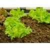 Sėklos Crisp Ice Lettuce Summer Toraf daržovių, 1g pakuotė