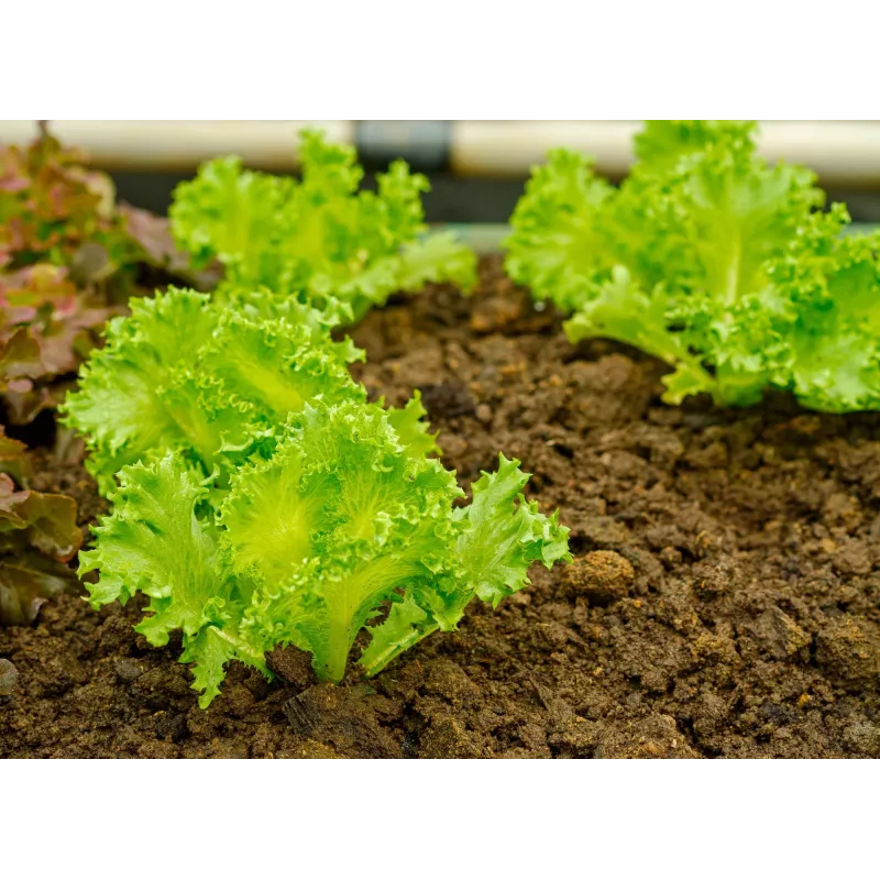 Sėklos Crisp Ice Lettuce Summer Toraf daržovių, 1g pakuotė