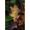 Veidrodinis fotoaparatas Canon EOS R50 Black 24,2 MP 4K video