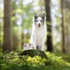 VETEXPERT RAW PALEO Puppy su antiena (monoprotein), šlapias ėdalas jauniems šunims, 400 g