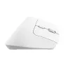 Trust Bayo+ pelė, biuro, dešinei rankai, RF belaidė + Bluetooth, optinė, 2400 DPI