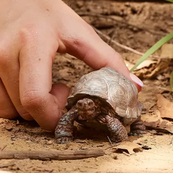 Schleich WILD LIFE Giant tortoise figūrėlė