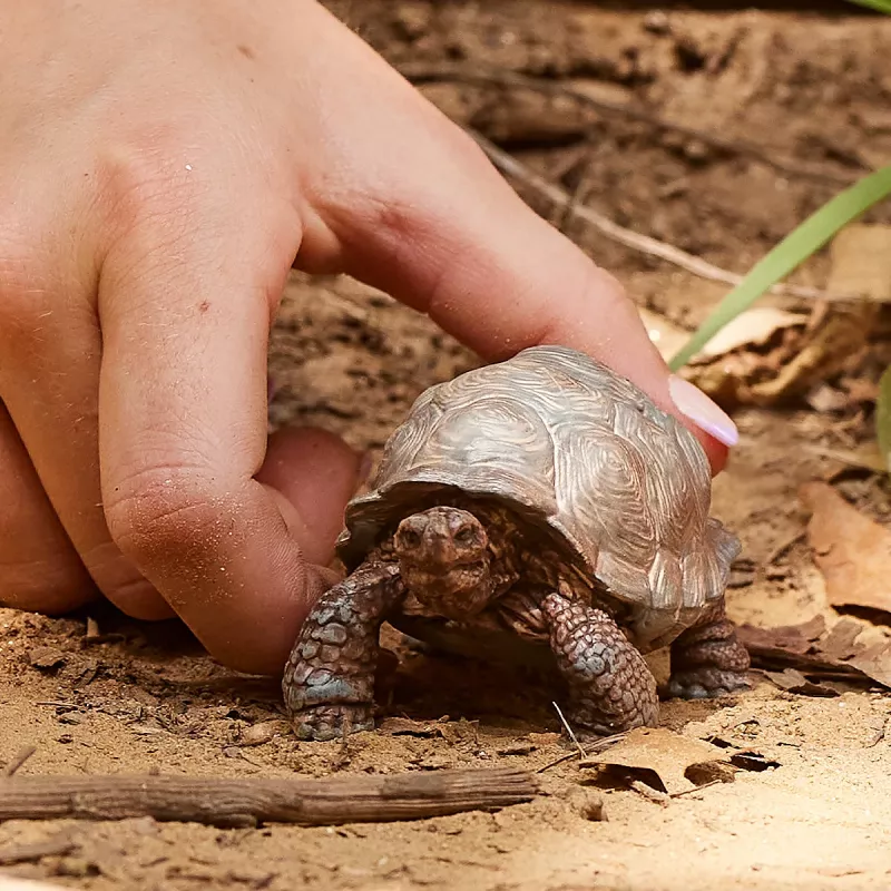 Schleich WILD LIFE Giant tortoise figūrėlė