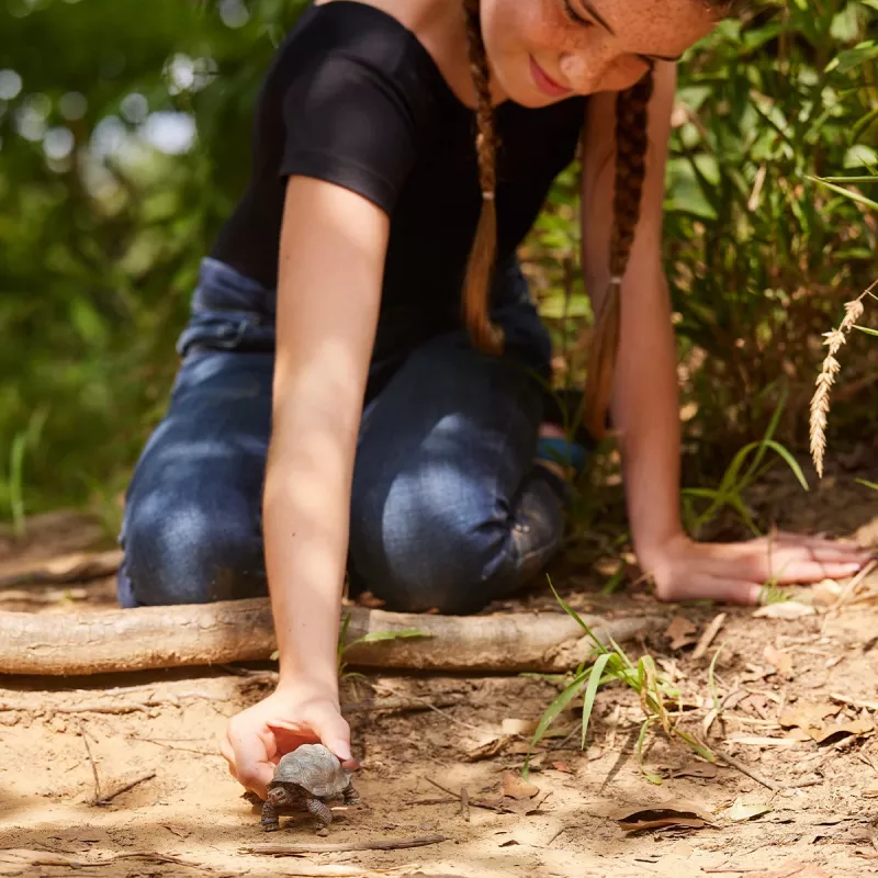 Schleich WILD LIFE Giant tortoise figūrėlė