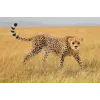 Schleich WILD LIFE gepardė patelė 14746