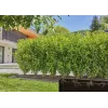 Lašelinio laistymo sistema GARDENA 13500-20