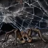 Schleich Harry Potter Aragog, 6 m., Maginės būtybės, Juoda, Ruda, Balta, Plastikas