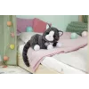 BABY born My Cat Cookie su dėžute, lėlė augintinis, 3 m., reikalingos baterijos