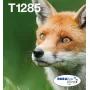 Originalūs Epson Fox T128 EasyMail rašalo kasetės, 4 spalvos (juoda 5,9 ml; mėlyna/rausvai raudona/geltona 3,5 ml)
