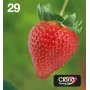 Epson Strawberry Multipack 4 spalvų 29 EasyMail, standartinė talpa, juoda, žydra, purpurinė, geltona, 5,3 ml, 3,2 ml, 1 vnt., multipaketas