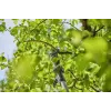 Elektrinės genėjimo žirklės GARDENA HighCut 250/18V P4A 14774-20