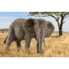 Schleich WILD LIFE Afrikos dramblys, patelė
