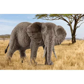 Schleich WILD LIFE Afrikos dramblys, patelė