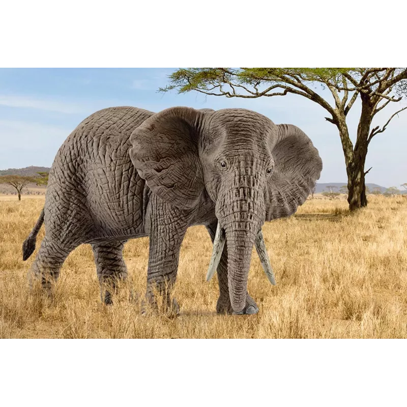 Schleich WILD LIFE Afrikos dramblys, patelė