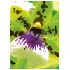 Inkjet popierius Avery Premium A4 250g Baltas Satin-matt