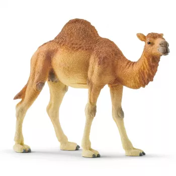 Schleich WILD LIFE Dromedar – plastikinė figūrėlė