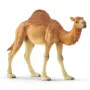 Schleich WILD LIFE Dromedar – plastikinė figūrėlė