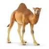 Schleich WILD LIFE Dromedar – plastikinė figūrėlė